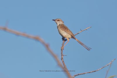 Black-chested Prinia - Prinia flavicans