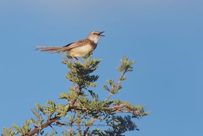 Black-chested Prinia - Prinia flavicans