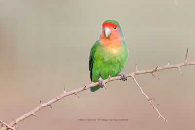 Rosy-faced Lovebird - Agapornis roseicollis