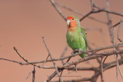 Rosy-faced Lovebird - Agapornis roseicollis