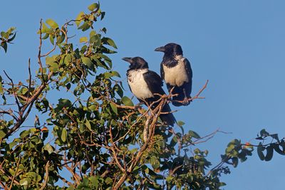 African Pied crow - Corvus albus
