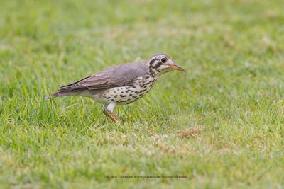 Groundscraper Thrush - Psophocichla litsitsirupa