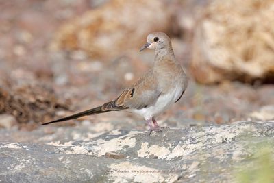 Namaqua Dove - Oena capensis