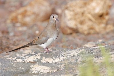 Namaqua Dove - Oena capensis