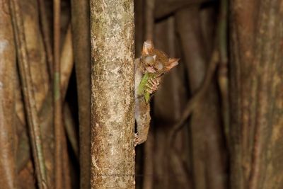 Gursky's Spectral Tarsius - Tarsius spectrumgurskiae