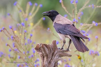 Hooded Crow - Corvus cornix