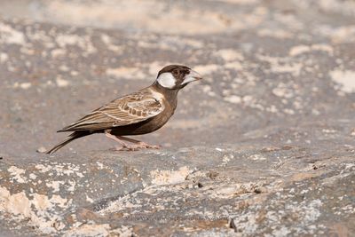 Grey-backed Sparrow-lark - Eremopteryx verticalis