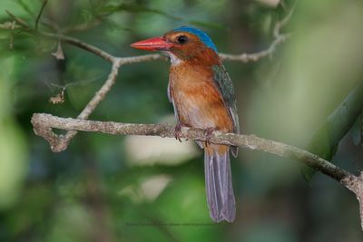 Green-backed Kingfisher - Actenoides monachus