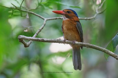 Green-backed Kingfisher - Actenoides monachus