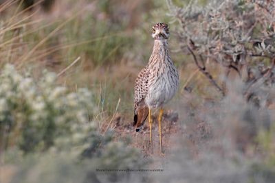 Cape Dikkop - Burhinus capensis