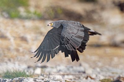 African Harrier Hawk - Polyboroides typus