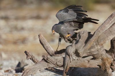 African Harrier Hawk - Polyboroides typus