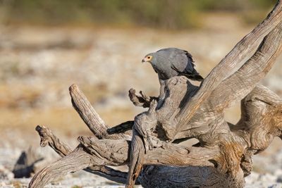 African Harrier Hawk - Polyboroides typus