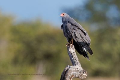 African Harrier Hawk - Polyboroides typus