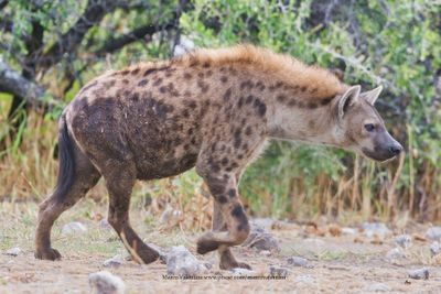 Spotted hyena - Crocuta crocuta