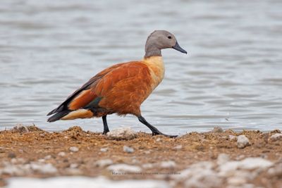 South African Shelduck - Tadorna cana