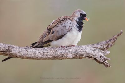 Namaqua Dove - Oena capensis