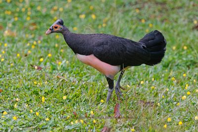 Maleo - Macrocephalon maleo