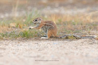 Cape Ground squirrel - Xerus inauris