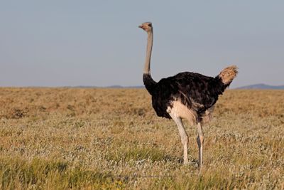 Common Ostrich - Struthio camelus