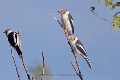 White-crested Helmetshrike - Prionops plumatus