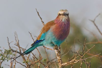 Lilac-breasted Roller - Coracias caudata