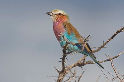 Lilac-breasted Roller - Coracias caudata