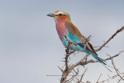 Lilac-breasted Roller - Coracias caudata