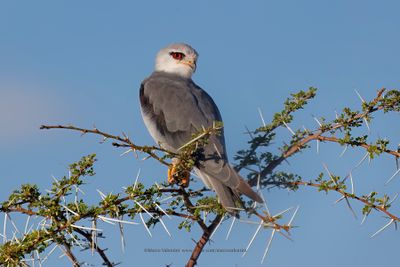 Black-winged Kite - Elanus caeruleus