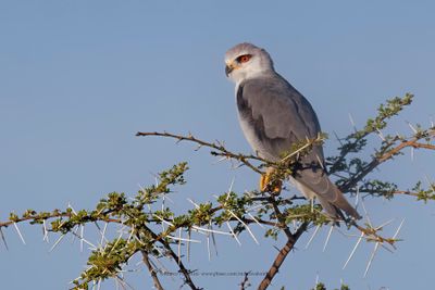 Black-winged Kite - Elanus caeruleus