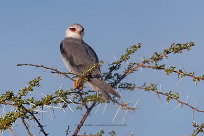 Black-winged Kite - Elanus caeruleus