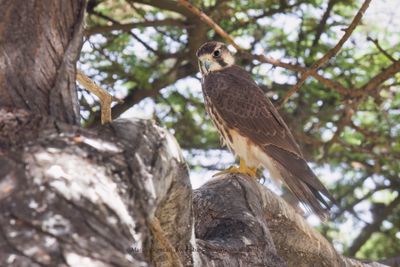 Lanner - Falco biarmicus