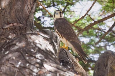 Lanner - Falco biarmicus