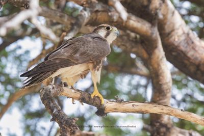 Lanner - Falco biarmicus