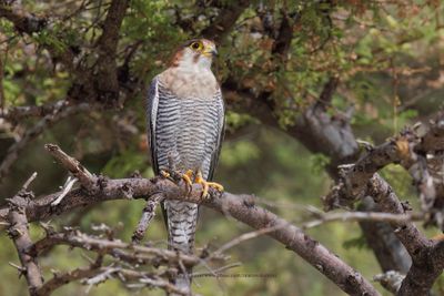 Red-necked Falcon- Falco chiquera