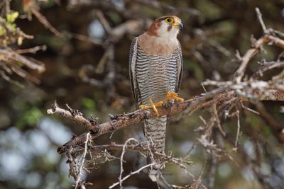 Red-necked Falcon- Falco chiquera