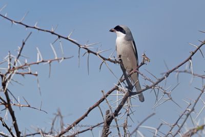 Lesser Grey-shrike - Lanius minor