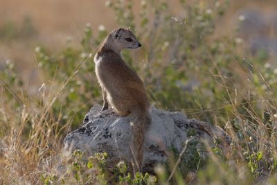 Yellow Mongoose - Cynictis penicillata