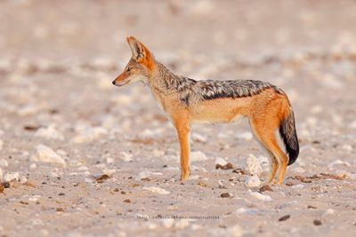 Black-backed Jackal - Canis mesomelas