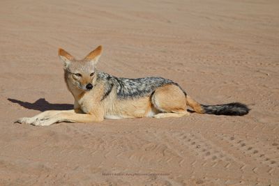 Black-backed Jackal - Canis mesomelas