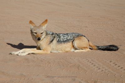 Black-backed Jackal - Canis mesomelas