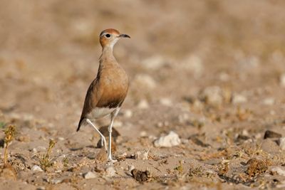 Burchell's Courser - Cursorius rufus