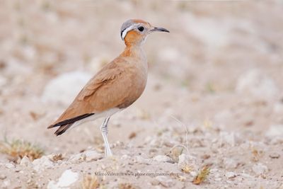 Burchells Courser - Cursorius rufus