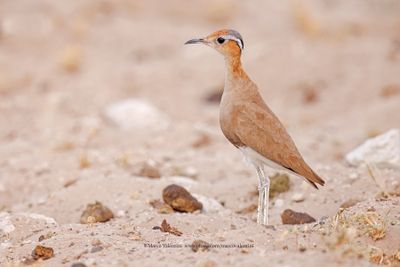 Burchell's Courser - Cursorius rufus