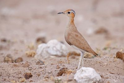 Burchell's Courser - Cursorius rufus