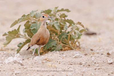 Burchells Courser - Cursorius rufus