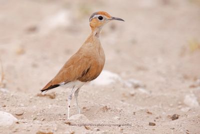Burchell's Courser - Cursorius rufus
