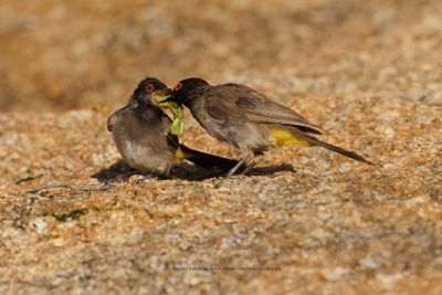 African red-eyed bulbul - Pycnonotus nigricans