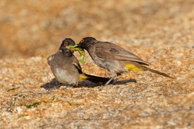 African red-eyed bulbul - Pycnonotus nigricans