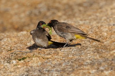 African red-eyed bulbul - Pycnonotus nigricans